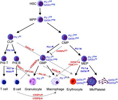 Transcriptional and Microenvironmental Regulation of Lineage Ambiguity in Leukemia